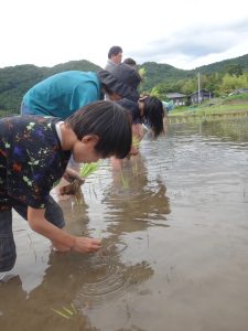 田植え202406